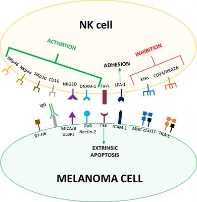 NK Cells in the Tumor Microenvironment as New Potential Players Mediating Chemotherapy Effects in Metastatic Melanoma